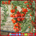 Nutriments dans les baies de goji lycium barbarum semi para que servir goji berry